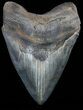 Huge, Fossil Megalodon Tooth - Serrated Blade #56511-1